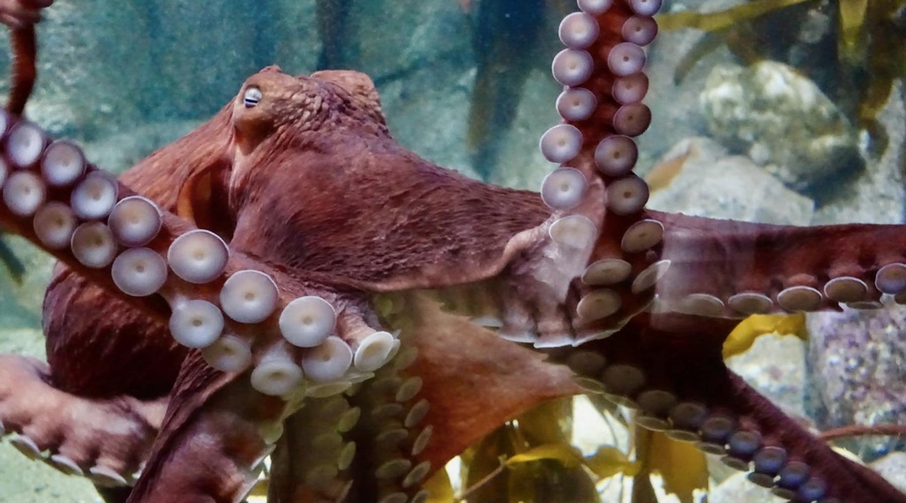 Otto, a Giant Pacific Octopus, is just one of the spooky creatures you will  see at SeaWorld's Halloween Spookt…